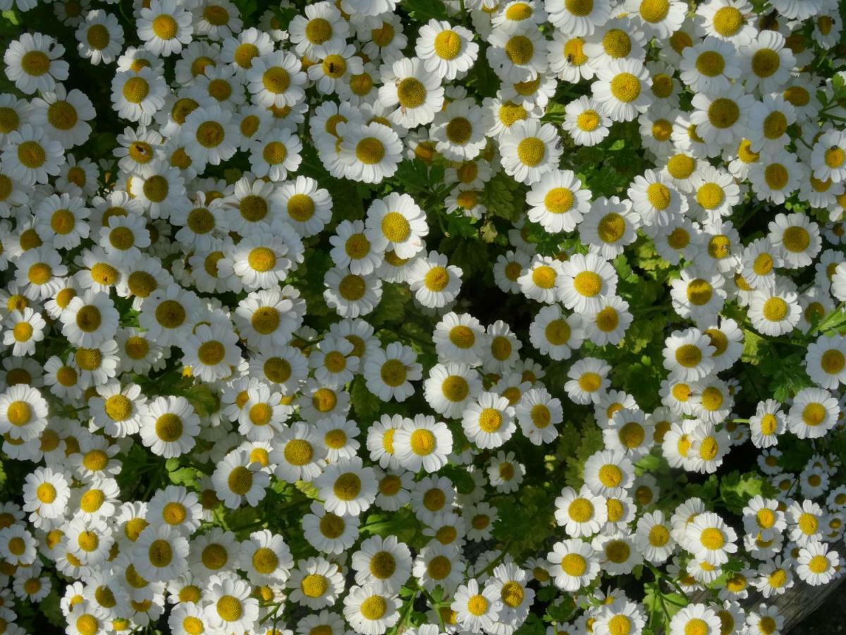Sint-Margriete De Molenkreek 빌라 외부 사진